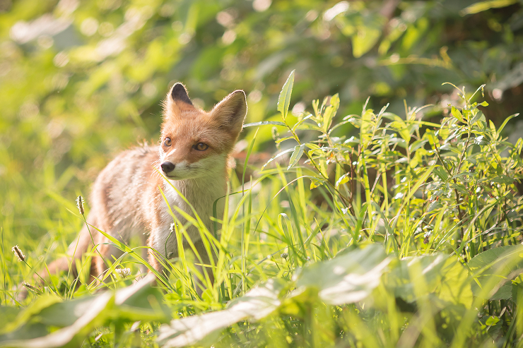 Whispers of the Wild